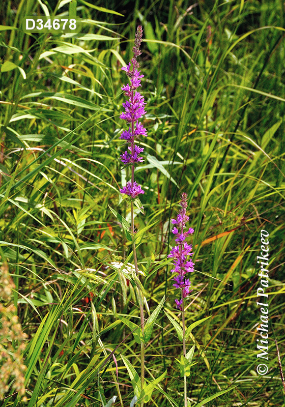 Purple Loosestrife (Lythrum salicaria)